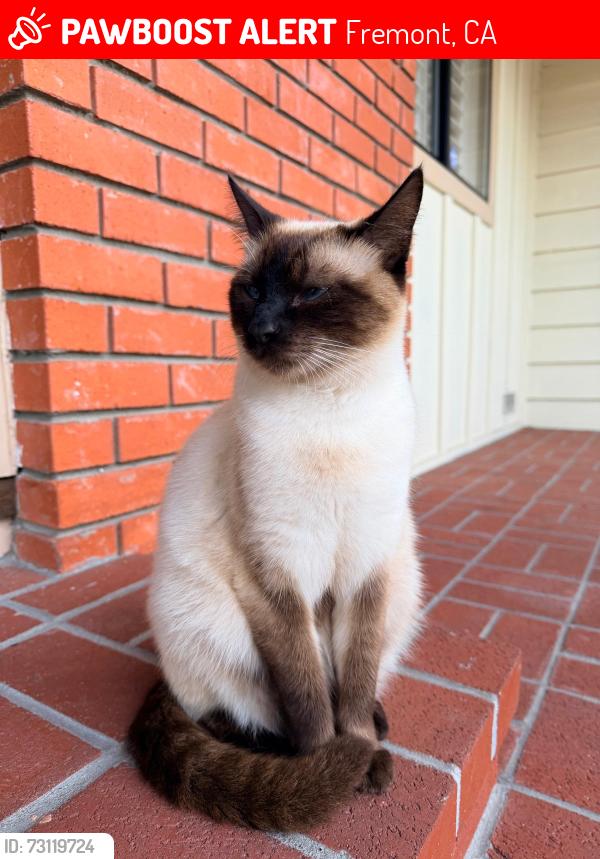 Lost Female Cat last seen Near, Fremont, CA 94539