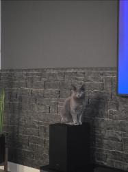 Reunited Female Cat last seen Little valley gateway, Magna, UT 84044