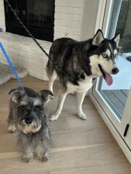 Reunited Male Dog last seen Near Cowley Way, San Diego, CA 92117