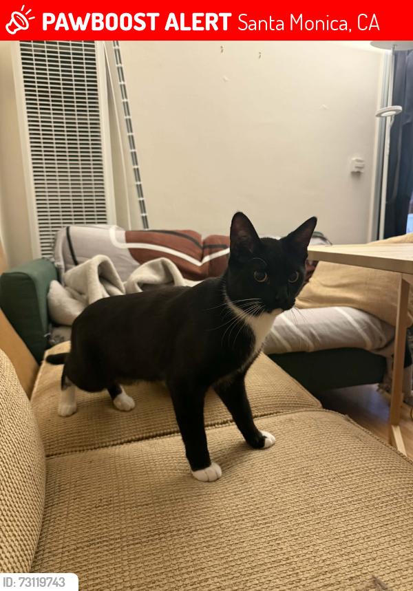 Lost Male Cat last seen Centinela Ave and Ocean Park, Santa Monica, CA 90405