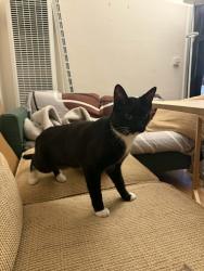 Lost Male Cat last seen Centinela Ave and Ocean Park, Santa Monica, CA 90405