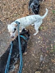 Reunited Male Dog last seen Hurst Street, Wilmington, NC 28405
