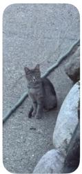 Found/Stray Female Cat last seen Flag Avenue, St. Louis Park, MN 55426