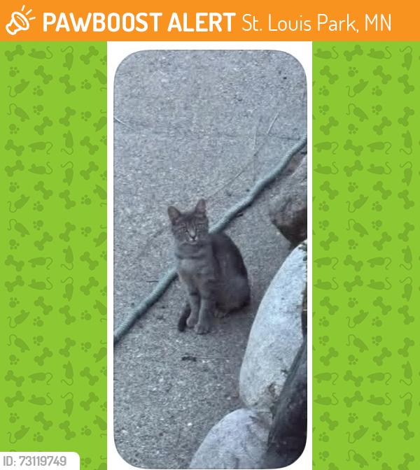 Found/Stray Female Cat last seen Flag Avenue, St. Louis Park, MN 55426