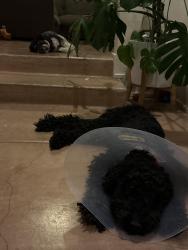 Reunited Male Dog last seen 11th Ave and 18th St, Tucson, AZ 85701