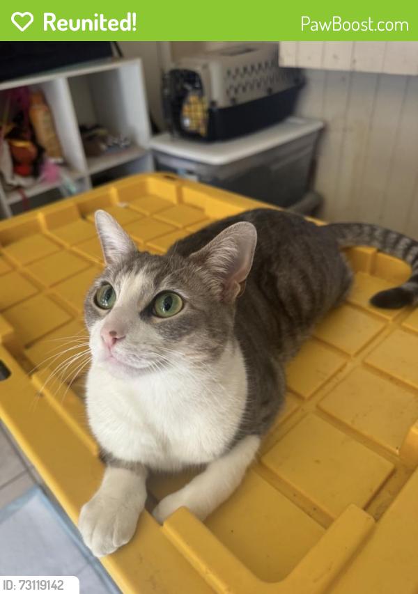 Reunited Female Cat last seen Near Richland Rd, San Marcos, CA 92069, USA, San Marcos, CA 92069