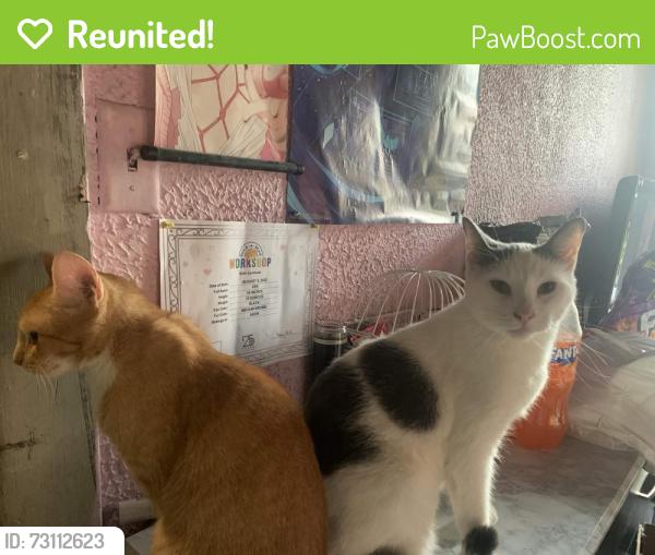 Reunited Male Cat last seen city hall, East Cleveland, OH 44112