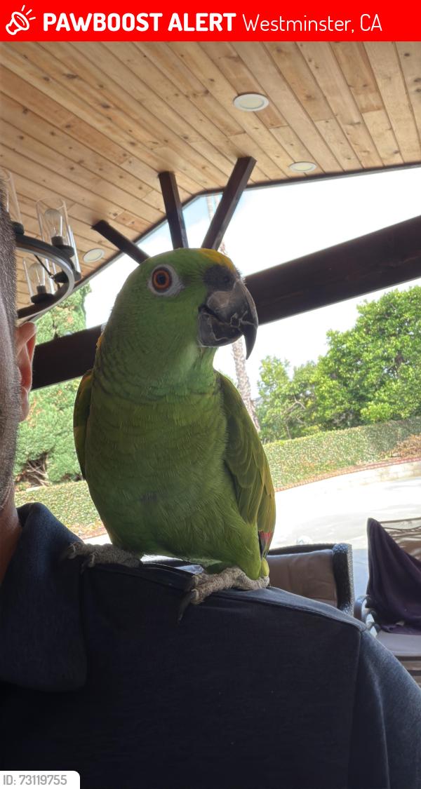 Lost Female Bird last seen Cromwell cir, Westminster, Westminster, CA 92683