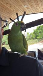 Lost Female Bird last seen Cromwell cir, Westminster, Westminster, CA 92683