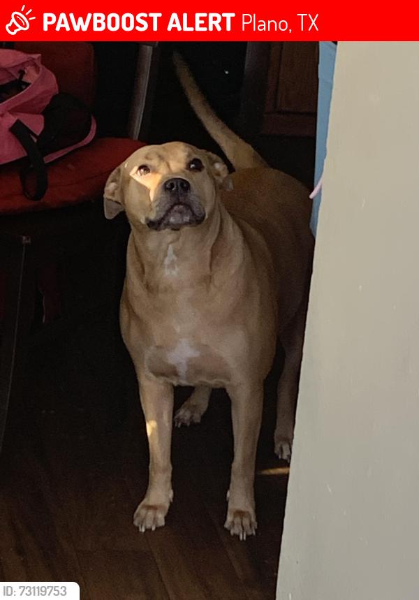 Lost Female Dog last seen stone trail drive, Plano, TX 75023