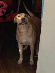 Lost Female Dog last seen stone trail drive, Plano, TX 75023