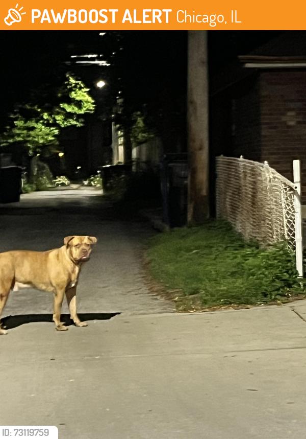 Found/Stray Male Dog last seen Bell Ave and 90th, Chicago, IL 60643