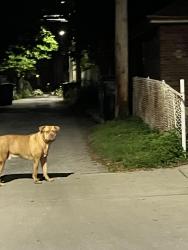 Found/Stray Male Dog last seen Bell Ave and 90th, Chicago, IL 60643