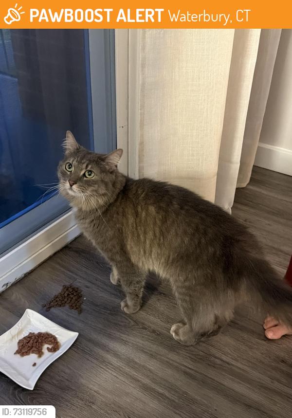 Found/Stray Female Cat last seen Schraffts drive, Waterbury, CT 06705