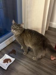 Found/Stray Female Cat last seen Schraffts drive, Waterbury, CT 06705