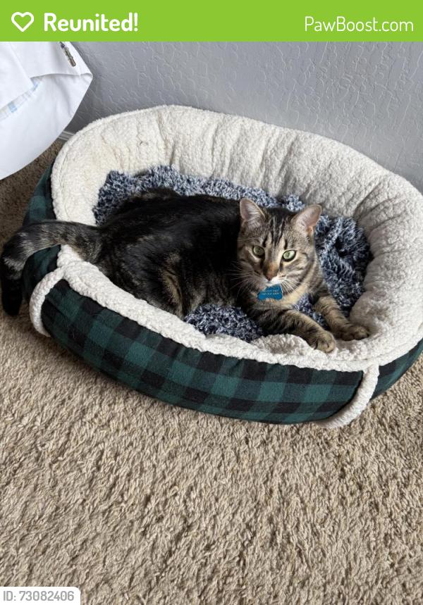 Reunited Female Cat last seen My backyard, San Tan Valley, AZ 85143