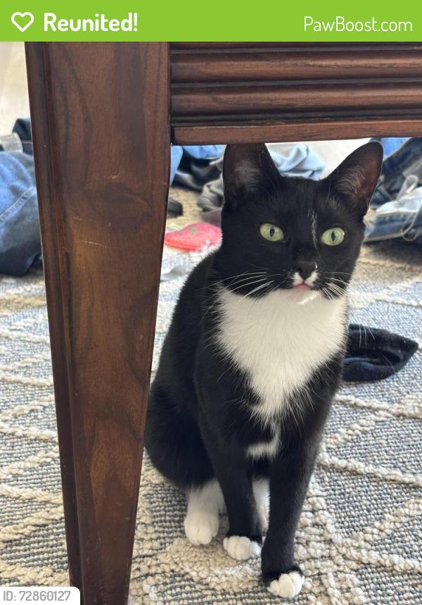 Reunited Female Cat last seen Donna Marie Way, Bear, DE, Bear, DE 19701