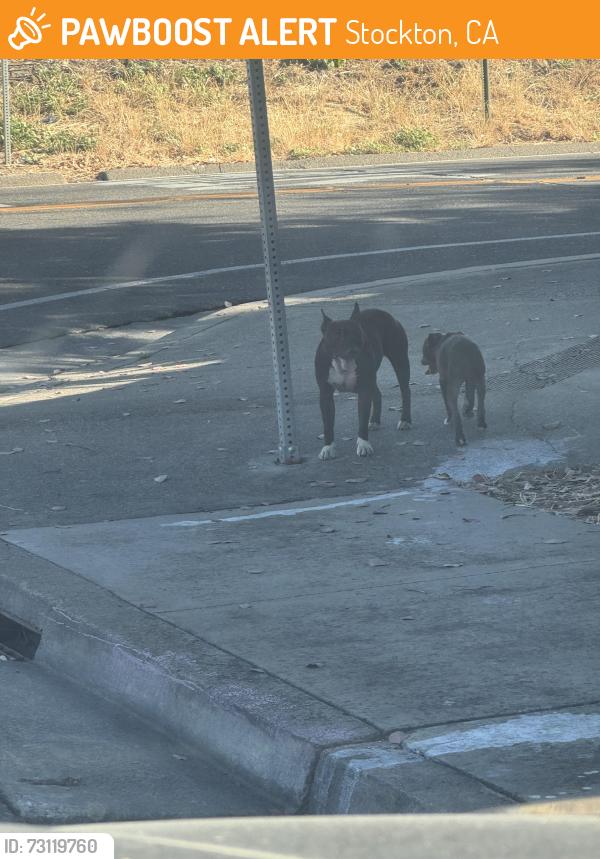 Found/Stray Female Dog last seen McGaw, Stockton, CA 95204