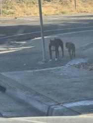 Found/Stray Female Dog last seen McGaw, Stockton, CA 95204