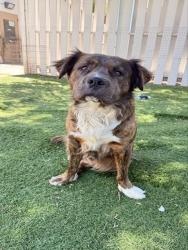 Shelter Stray Male Dog last seen HACKBERRY, 1950 Stevenson Blvd, Fremont, CA 94538, USA