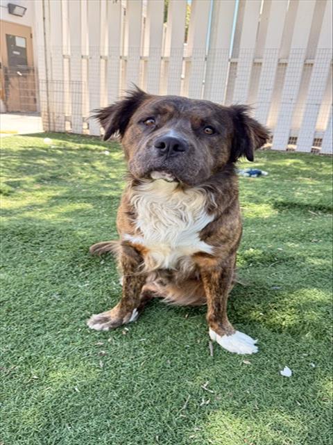 Shelter Stray Male Dog last seen HACKBERRY, 1950 Stevenson Blvd, Fremont, CA 94538, USA