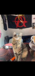 Lost Female Cat last seen Hudson and delridge, Seattle, WA 98106