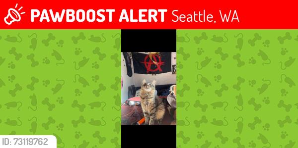 Lost Female Cat last seen Hudson and delridge, Seattle, WA 98106