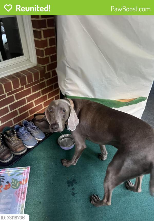 Reunited Male Dog last seen Westchester commons, Midlothian, VA 23113