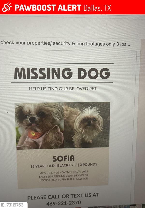 Lost Female Dog last seen Denver st, Dallas, TX 75203
