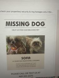 Lost Female Dog last seen Denver st, Dallas, TX 75203