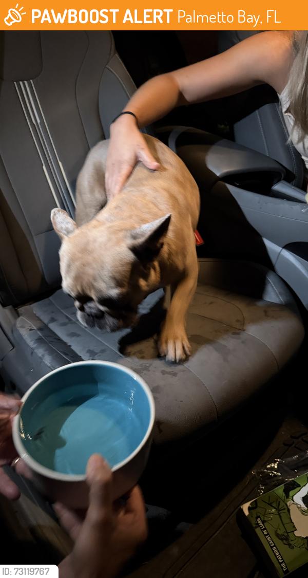 Found/Stray Male Dog last seen 168th st and 82 avenue, Palmetto Bay, FL 33157