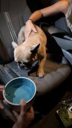Found/Stray Male Dog last seen 168th st and 82 avenue, Palmetto Bay, FL 33157