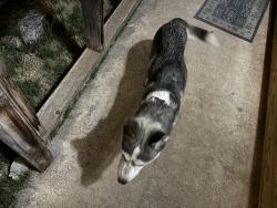 Found/Stray Unknown Dog last seen Ross and Marshall, Abilene, TX 79605