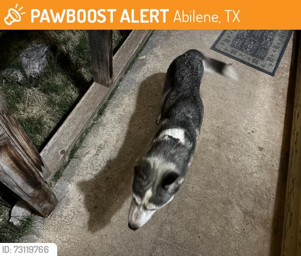 Found/Stray Unknown Dog last seen Ross and Marshall, Abilene, TX 79605
