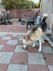 Reunited Male Dog last seen I-5, Anaheim, CA, USA, Anaheim, CA 92803
