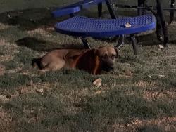 Found/Stray Male Dog last seen Dog park at Station 3700, Euless, TX 76040