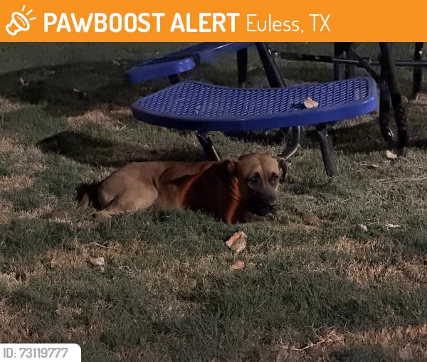 Found/Stray Male Dog last seen Dog park at Station 3700, Euless, TX 76040