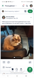 Lost Female Cat last seen Near lariat lane, Jacksonville, FL 32257