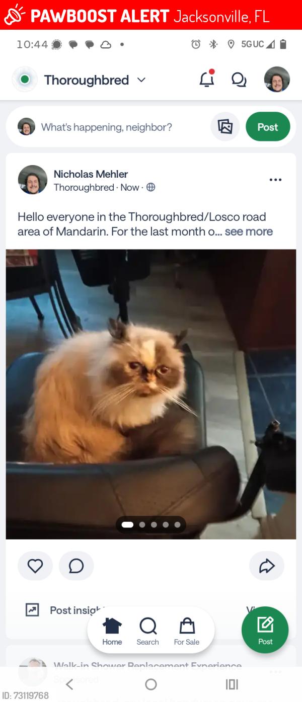 Lost Female Cat last seen Near lariat lane, Jacksonville, FL 32257