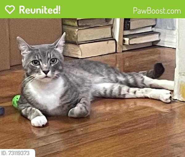 Reunited Male Cat last seen 5th Ave, Brooklyn, NY 11215