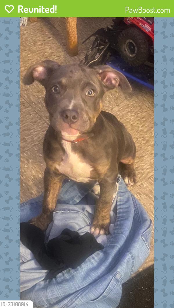 Reunited Male Dog last seen Murchison, Fayetteville, NC 28301