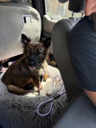 Lost Female Dog last seen Near elfin forest lane Escondido ca, Escondido, CA 92029