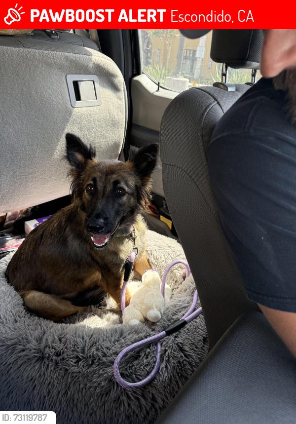 Lost Female Dog last seen Near elfin forest lane Escondido ca, Escondido, CA 92029