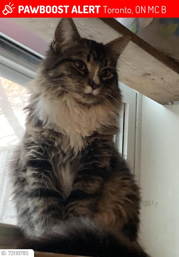 Lost Female Cat last seen Coxwell and hanson, Toronto, ON M4C 3B6
