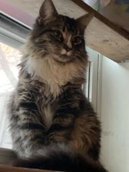 Lost Female Cat last seen Coxwell and hanson, Toronto, ON M4C 3B6