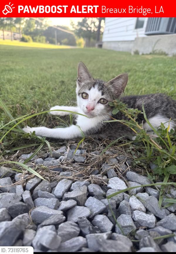 Lost Male Cat last seen Sawmill Rd, Breaux Bridge, LA 70517
