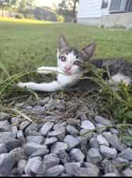 Lost Male Cat last seen Sawmill Rd, Breaux Bridge, LA 70517