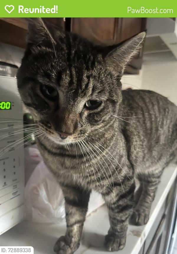 Reunited Male Cat last seen Vons, Gardena, CA 90247