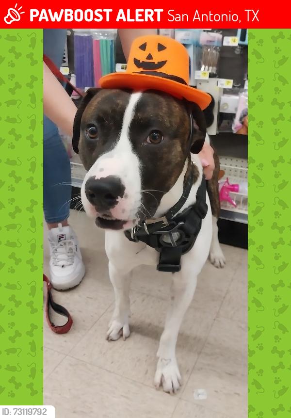 Lost Male Dog last seen Culebra and zarzamora, San Antonio, TX 78201