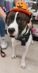 Lost Male Dog last seen Culebra and zarzamora, San Antonio, TX 78201